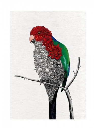 Torchon australian king parrot Marini Ferlazzo