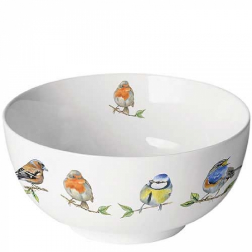 Bol bird species white - ambiente