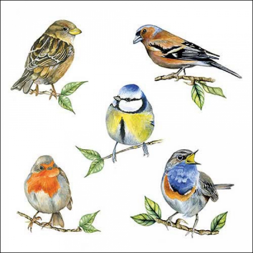 Serviettes en papier bird species white - ambiente