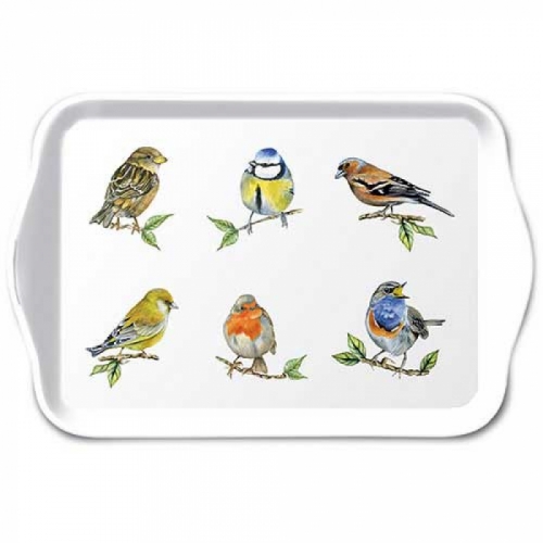 Petit plateau bird species white - ambiente