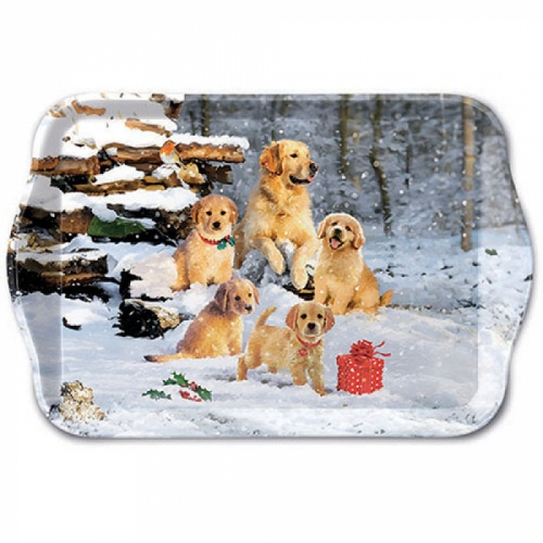 Petit plateau golden retriever puppies - ambiente